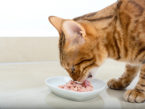 貓咪為何挑食、特愛鮪魚？科學家找到關鍵原因了