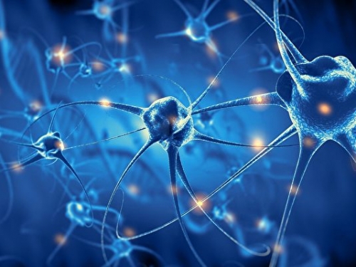 神經元如何排列組成大腦？科學家發現隱形指令