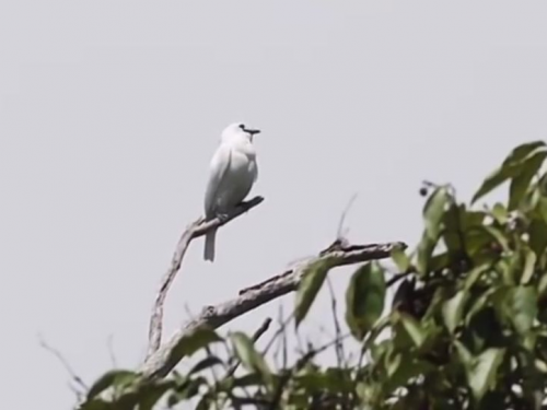 叫聲最大的鳥，比卡車喇叭還響，因頭部特殊構造才沒把自己震聾