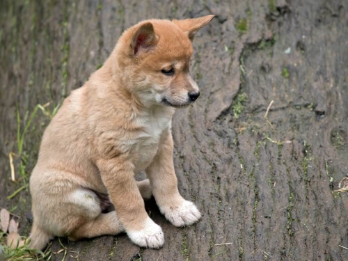 撿老鷹從天拋下幼犬 一驗DNA不得了