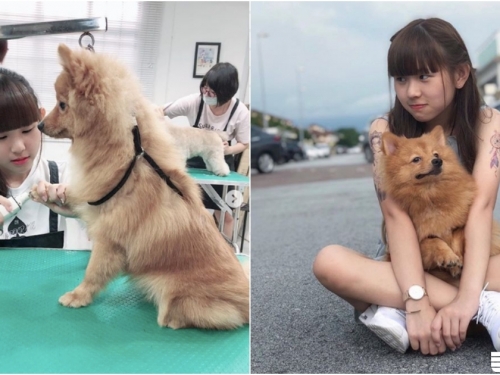 正妹寵物美容師「Findy」，嬌小可人小隻馬清純又療癒～比狗狗還要可愛！