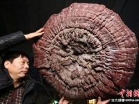 現直徑1.5公尺巨型靈芝　生長超200年