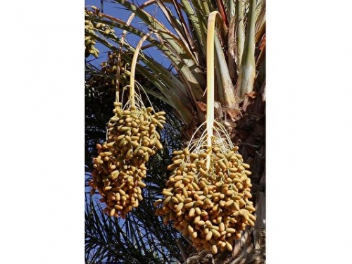 科學家成功讓兩千年前椰棗種子發芽