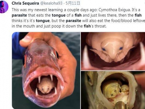 悚！他打開魚嘴驚見「藍眼外星人」嚇壞...真身曝光