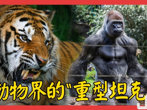 動物界的“重型坦克”，水蚺巨蜥孤豬老虎銀背的定位