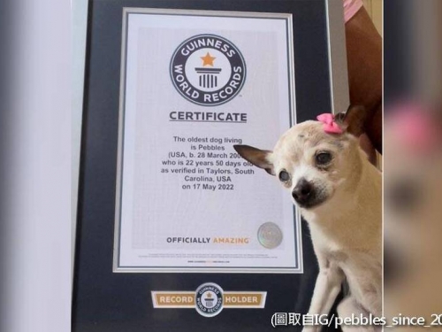 世界最老汪星人！22歲玩具獵狐犬超越吉娃娃 破金氏世界紀錄