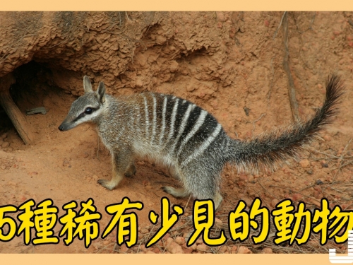 5種稀有少見的動物，第3種滅絕多年後被發現