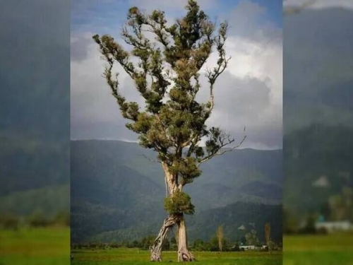 百年孤獨見證消失森林 紐西蘭「行走樹」獲殊榮