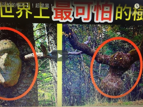 26個世界上【最可怕的樹木】！超詭異！
