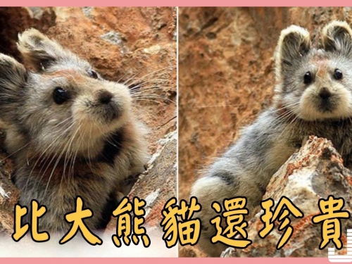 它比大熊貓還珍貴，時隔三十年再次出現在人們視野中