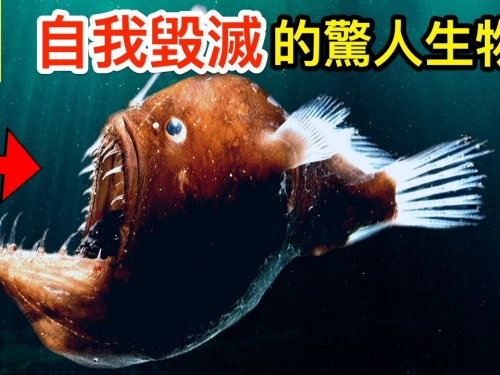 為了繁殖而選擇自毀的驚人生物!