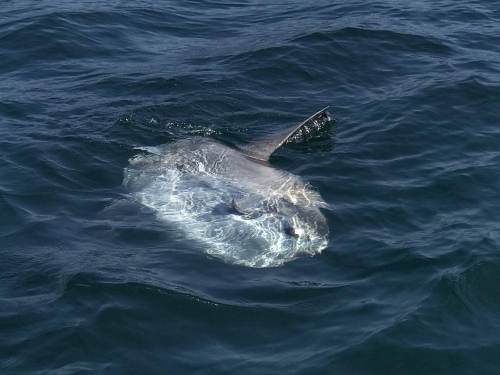 世界上最傻動物翻車魚，完全沒有自保能力，被海豹吃掉也無動於衷