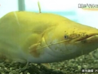 日本草津市琵琶湖博物館展出罕見通體黃色石鲶