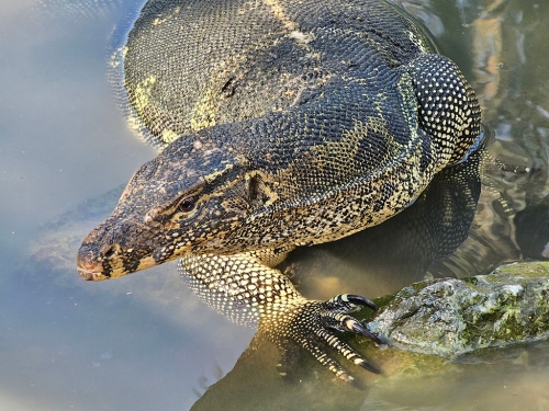 妹子池邊餵烏龜 突竄出「巨型水怪」搶食 駭人瞬間曝
