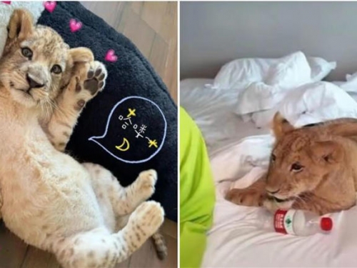 中國江蘇一家飯店推出「萌獅叫醒」服務