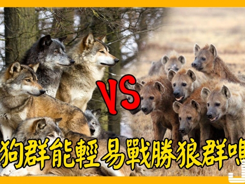 鬣狗群能輕易戰勝狼群嗎？哪個更厲害一點？