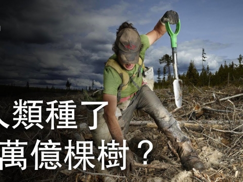如果我們種了1萬億棵樹？| 大膽科學
