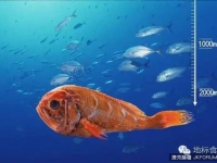 你吃過嗎 能活150年的新西蘭長壽魚