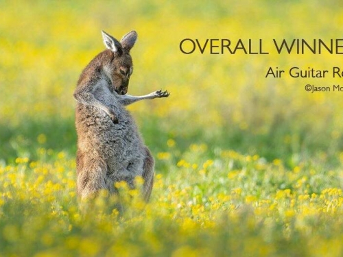 2023搞笑野生動物攝影大獎 袋鼠醉心彈空氣吉他奪冠！