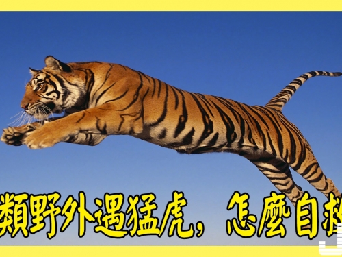 人類野外遇猛虎，怎麼自救？蹲下能不能嚇跑老虎？