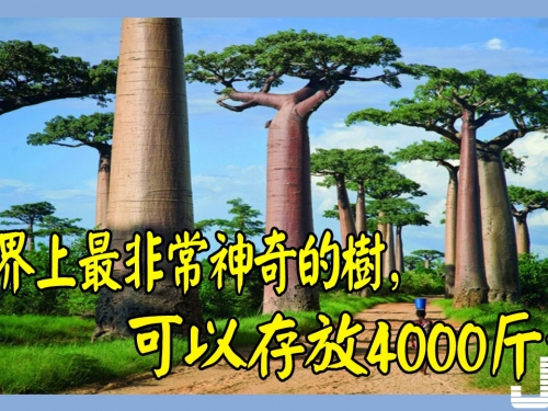 世界上最非常神奇的樹，可以存放4000斤水