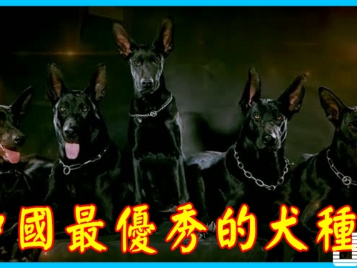 有種犬堪稱戰狼犬中的戰狼，對於領地意識強烈不可侵犯！中國最優秀的犬種！