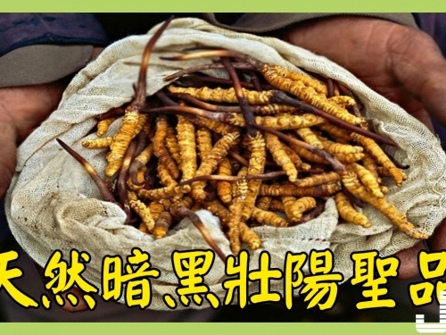 10種世界各地最獵奇的“天然暗黑壯陽聖品”，它便便＝天然偉哥但吃了會有嚴重後果！