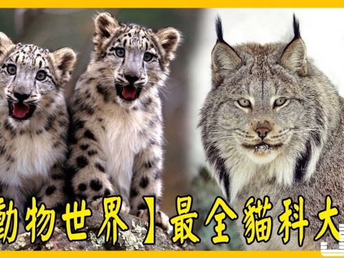 【動物世界】最全貓科大全 Part 1