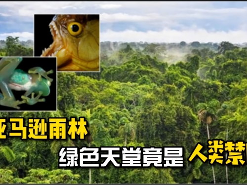 綠色天堂竟是人類禁區？窺探亞馬遜雨林不為人知的另一面