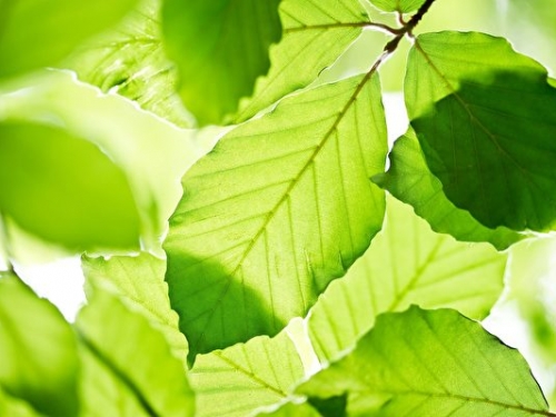 人造綠葉吸收CO2 生成燃氣