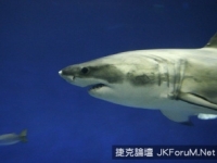美國加州女子劃獨木舟遭鲨魚突襲成功逃命