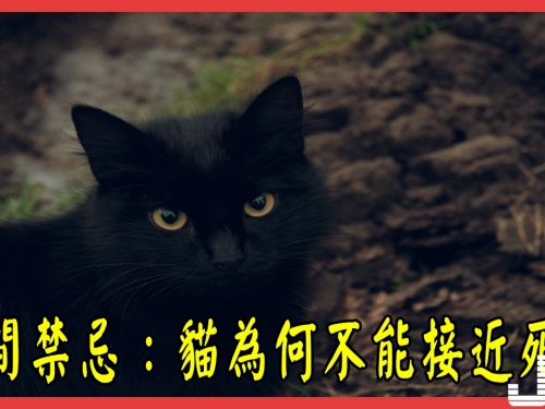 民間禁忌：貓為何不能接近死人？