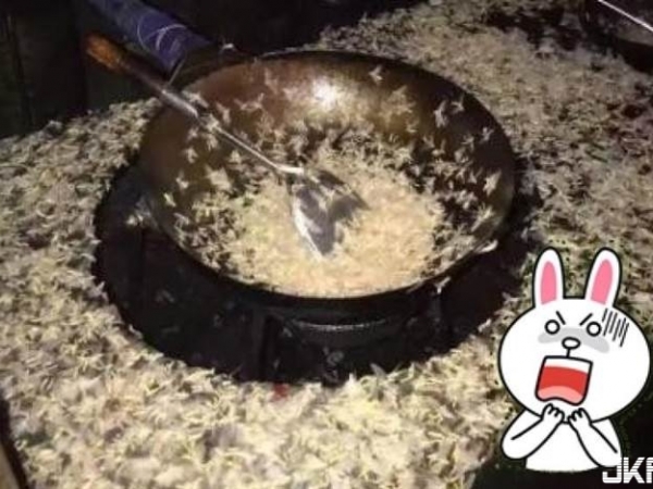 億萬飛蛾如漫天飛雪般駭人 翌日卻傳集體暴斃