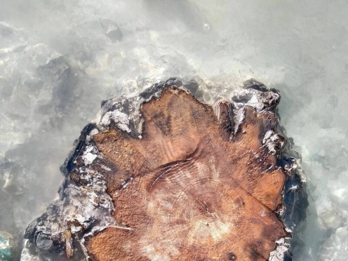 史上最強超級太陽風暴侵襲 古樹年輪找到證據