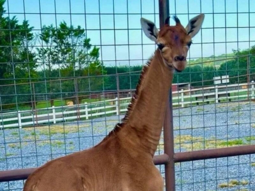 可能是全球唯一！美國動物園誕生無斑點長頸鹿