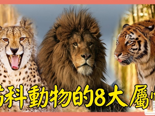 貓科動物的8大屬性， 你瞭解多少？