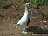 太平洋魔性之鳥，但長這樣會被欺負吧