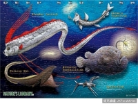 神奇深海生物《海惡魔》