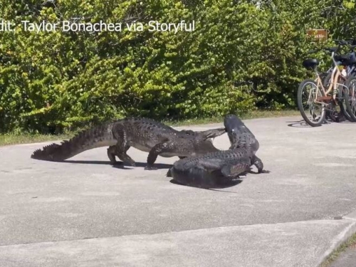 鱷魚釘孤枝！美洲鱷、短吻鱷人行道上8+9火爆大戰影片曝
