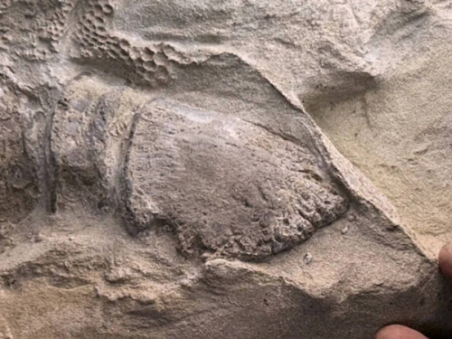 恐龍也會「叩叩叩」？ 6600萬年木乃伊證實：鴨嘴龍竟長著蹄