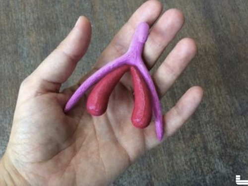女性興奮的泉源不僅來自「神奇小肉芽」！法國小學教材......3D列印技術解開女體的奧妙