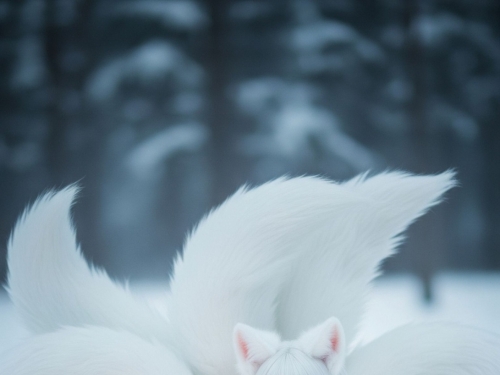 Transmog, nine-tailed fox (1)
