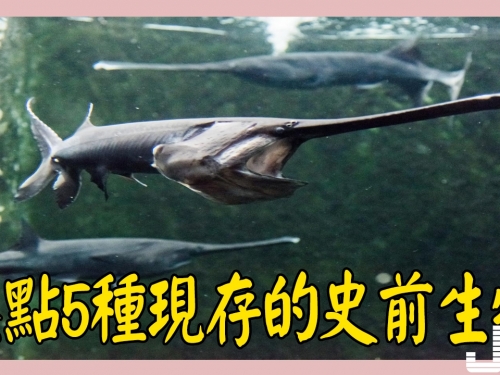 盤點5種現存的史前生物，第3種被吃到幾近滅絕