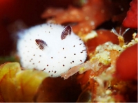 海裡竟然也有兔子？這種可愛的生物迷倒了無數網友，牠們究竟是什麼呢？