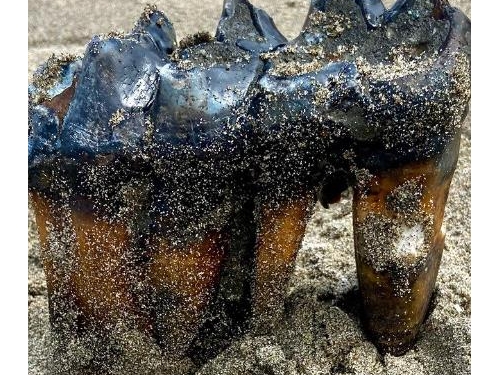 沙灘驚見「巨型獠牙」 專家直呼大發現 百萬年前物種