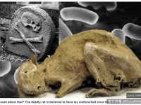 牠看過黑死病！　600年「老鼠」見證人類史上浩劫