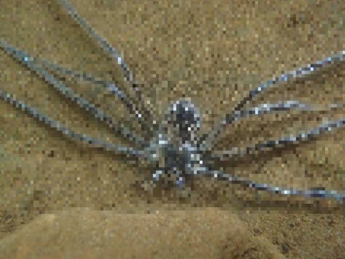 新發現大型蜘蛛可「潛水禦敵」一待就是半小時 靠的是這招！