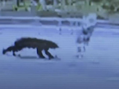 跳起來抓臉！熊襲人罕見驚悚影像曝 專家分析為何先打臉