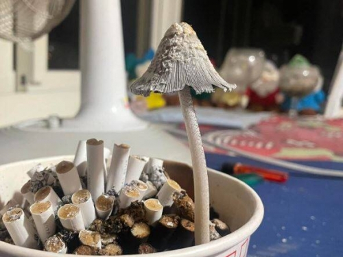 奇！ 菸灰缸長香菇 看電視回來竟開屏了...