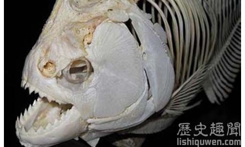 史前大型食人魚:咬合力達自身體重的50倍